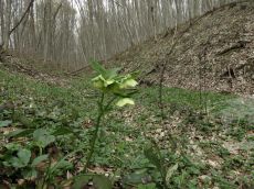 Helleborus-caucasicus_Цице_стация